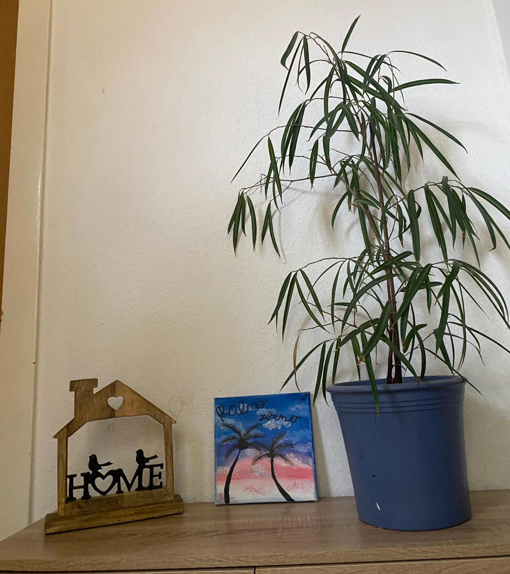 Palms Zimmer Frechen Buitenkant foto